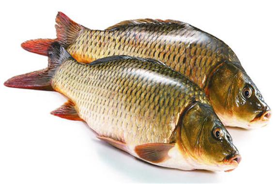 深圳农产品配送公司简述秋季最适合吃的几种鱼
