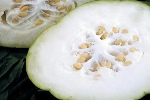深圳农产品配送介绍冬瓜的禁忌与副作用