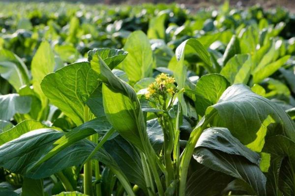 深圳蔬菜配送介绍菜心营养价值和食用方法
