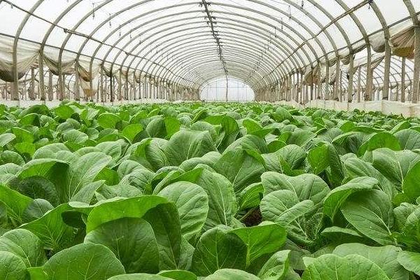 深圳蔬菜配送教您怎样降低大棚蔬菜的湿度